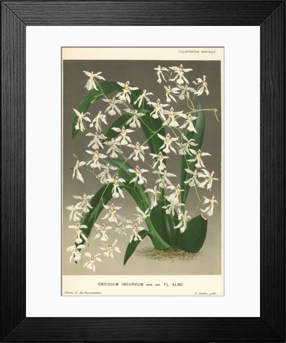 Framed Print : Oncidium incurvum orchid Framed Print : Oncidium incurvum orchid