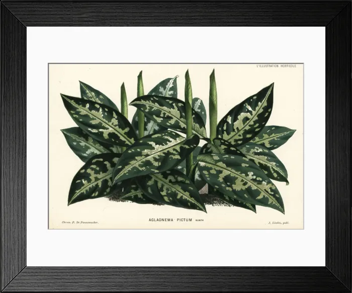 Framed Print : Chinese evergreen, Aglaonema pictum Framed Print : Chinese evergreen, Aglaonema pictum