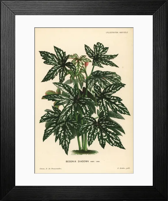 Framed Print : Begonia diadema Framed Print : Begonia diadema