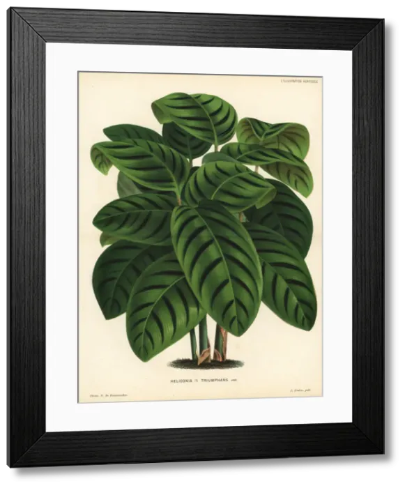 Framed Print : Phrynium villosulum foliage plant Framed Print : Phrynium villosulum foliage plant