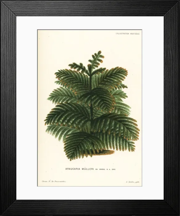 Framed Print : Araucaria muelleri conifer tree Framed Print : Araucaria muelleri conifer tree