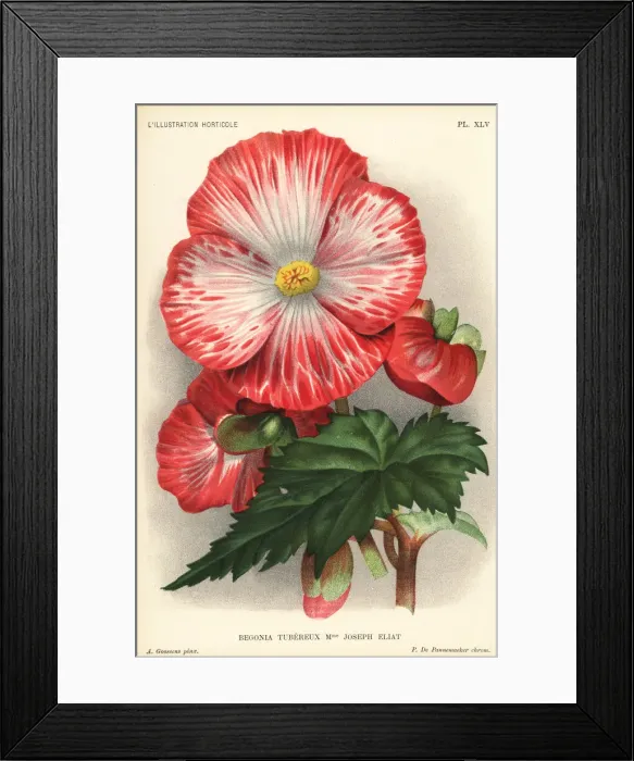 Framed Print : Begonia hybrid, Madame Joseph Eliat Framed Print : Begonia hybrid, Madame Joseph Eliat