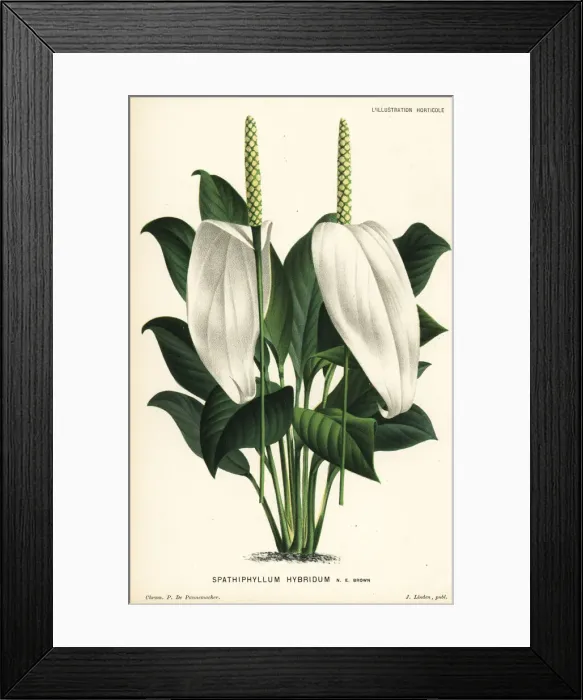Framed Print : Spath lily hybrid, Spathiphyllum hybridum Framed Print : Spath lily hybrid, Spathiphyllum hybridum