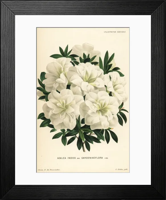 Framed Print : Gardeniaeflora azalea, Rhododendron indicum Framed Print : Gardeniaeflora azalea, Rhododendron indicum