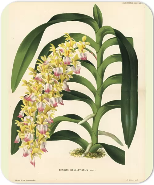 Cat s-tail orchid or fox brush orchid, Aerides houlletianum