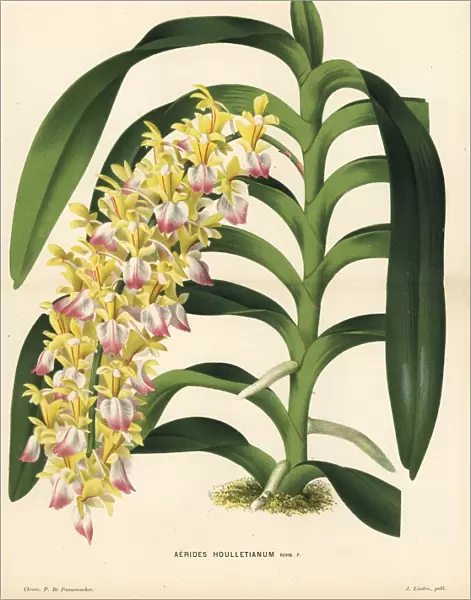 Cat s-tail orchid or fox brush orchid, Aerides houlletianum
