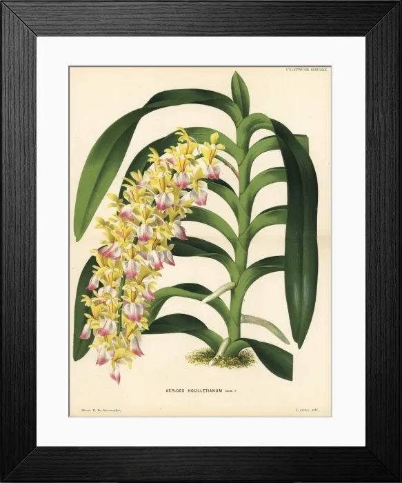 Framed Print : Cat s-tail orchid or fox brush orchid, Aerides houlletianum Framed Print : Cat s-tail orchid or fox brush orchid, Aerides houlletianum
