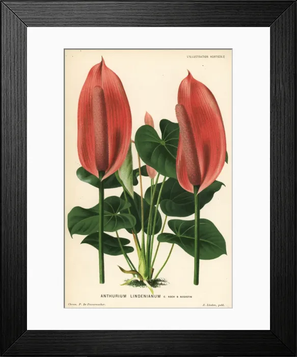 Framed Print : Anthurium lindenianum Framed Print : Anthurium lindenianum