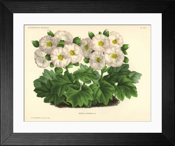 Framed Print : Mr. Cannells Chinese primrose variety, Primula sinensis var Framed Print : Mr. Cannells Chinese primrose variety, Primula sinensis var