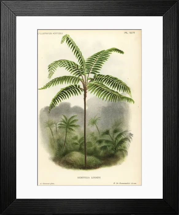 Framed Print : Fern tree, Cnemidaria lindenii Framed Print : Fern tree, Cnemidaria lindenii