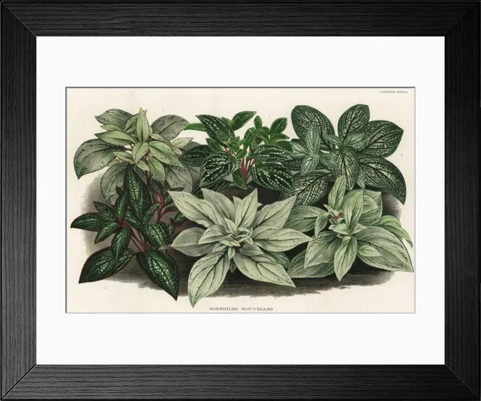 Framed Print : New hybrid Sonerila foliage plants Framed Print : New hybrid Sonerila foliage plants