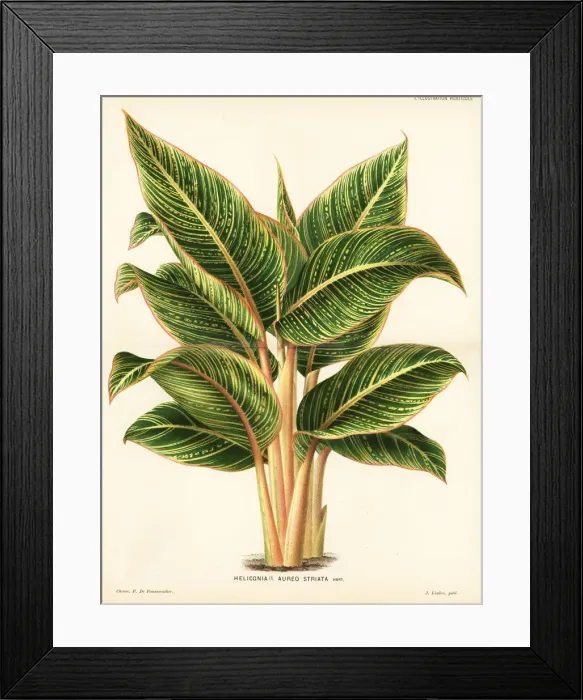 Framed Print : Lobster-claw plant, Heliconia wagneriana Framed Print : Lobster-claw plant, Heliconia wagneriana