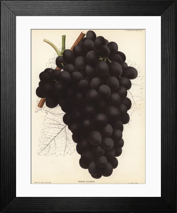 Framed Print : Alicante Bouschet grape variety, Vitis vinifera Framed Print : Alicante Bouschet grape variety, Vitis vinifera