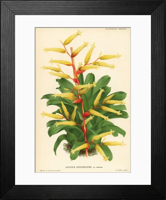 Framed Print : Vriesea rodigasiana Framed Print : Vriesea rodigasiana