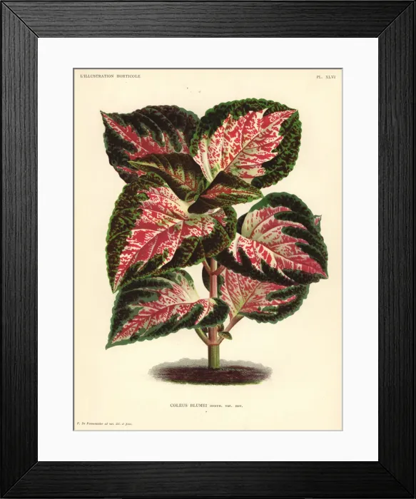 Framed Print : Painted nettle, Plectranthus scutellarioides Framed Print : Painted nettle, Plectranthus scutellarioides