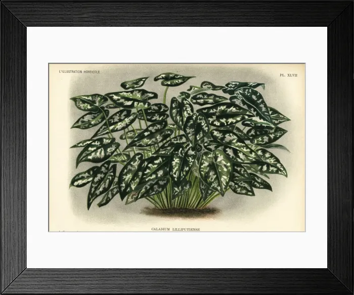 Framed Print : Elephant ear species, Caladium lilliputiense Framed Print : Elephant ear species, Caladium lilliputiense