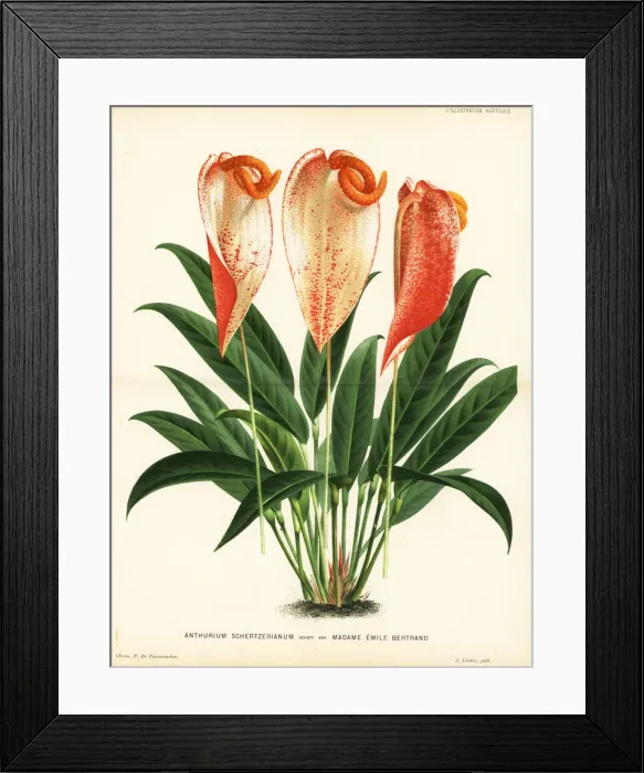 Framed Print : Anthurium scherzerianum, Madame Emile Bertrand variety Framed Print : Anthurium scherzerianum, Madame Emile Bertrand variety