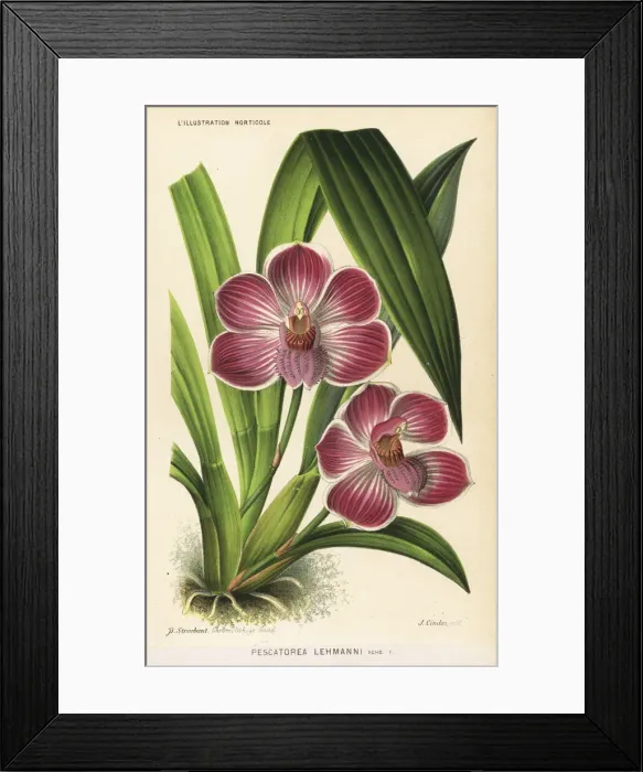 Framed Print : Pescatoria lehmannii orchid, Pescatorea lehmanni