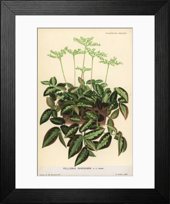 Framed Print : Pellionia repens foliage plant Framed Print : Pellionia repens foliage plant