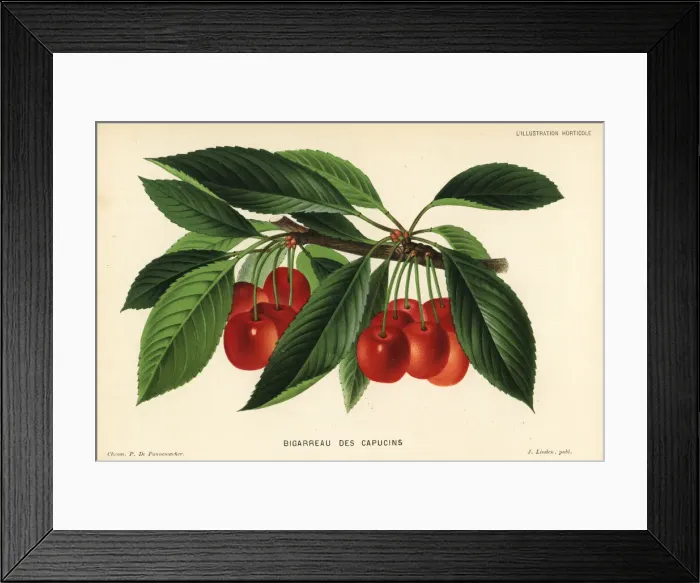 Framed Print : Cherry variety, Bigarreau des Capucins, Prunus avium Framed Print : Cherry variety, Bigarreau des Capucins, Prunus avium