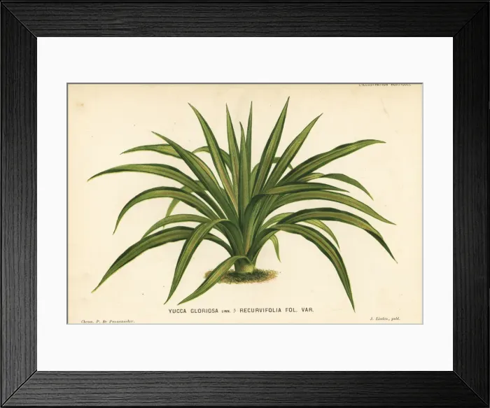 Framed Print : Yucca gloriosa foliage plant Framed Print : Yucca gloriosa foliage plant