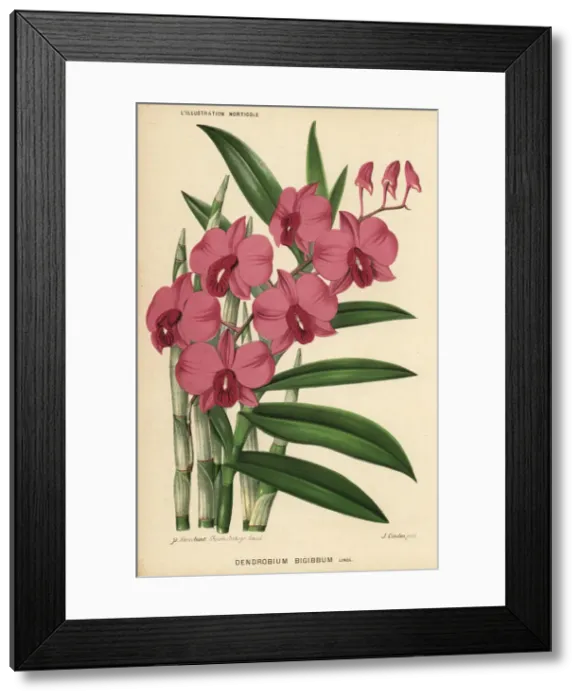 Framed Print : Two-humped dendrobium orchid, Dendrobium bigibbum Framed Print : Two-humped dendrobium orchid, Dendrobium bigibbum