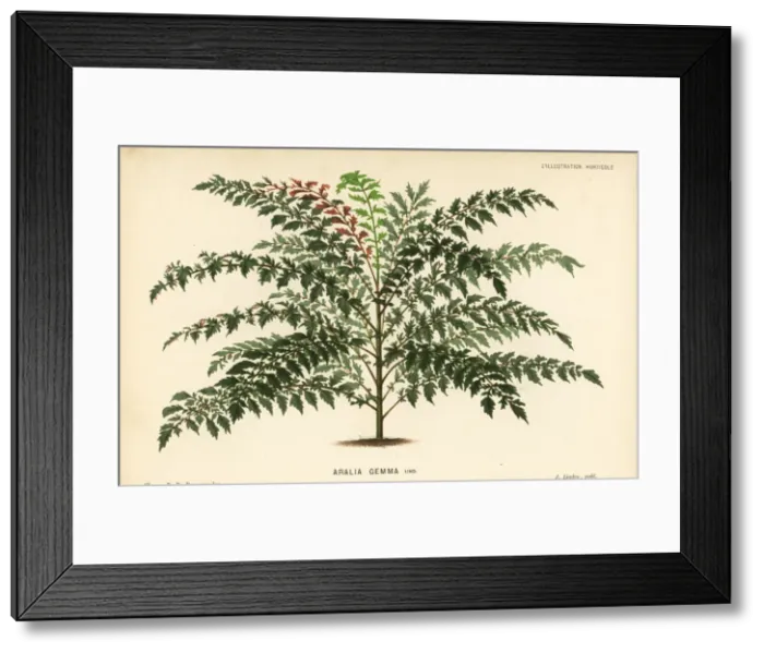 Framed Print : Polyscias crenata Framed Print : Polyscias crenata