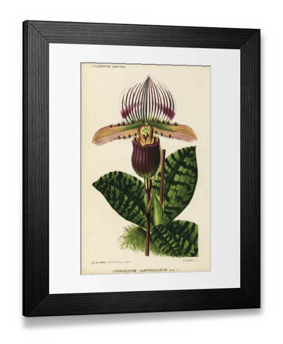 Framed Print : Paphiopedilum lawrenceanum orchid Framed Print : Paphiopedilum lawrenceanum orchid