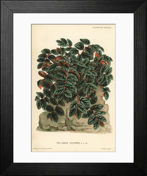 Framed Print : Pellionia repens foliage plant Framed Print : Pellionia repens foliage plant