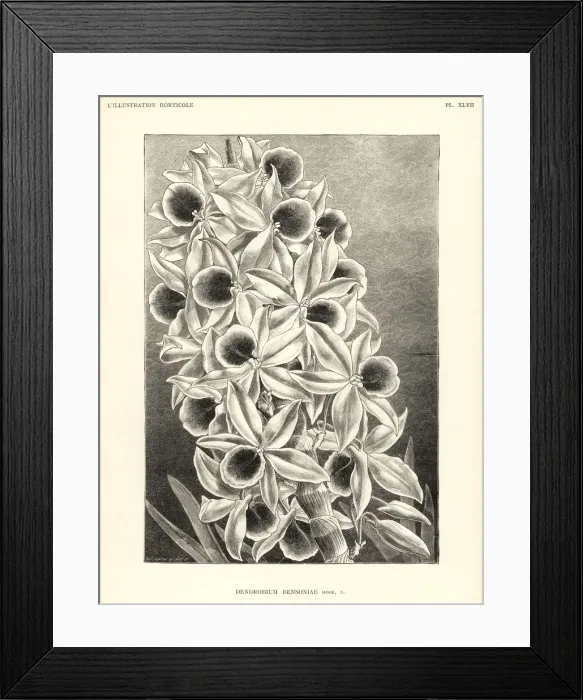Framed Print : Dendrobium bensoniae orchid Framed Print : Dendrobium bensoniae orchid