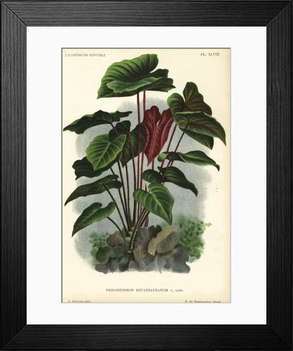 Framed Print : Philodendron devansayeanum Framed Print : Philodendron devansayeanum