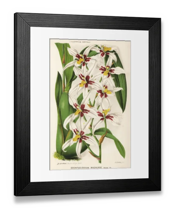 Framed Print : Rhynchostele madrensis orchid Framed Print : Rhynchostele madrensis orchid