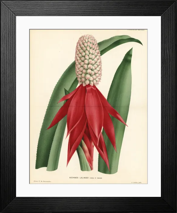 Framed Print : Aechmea mariae-reginae Framed Print : Aechmea mariae-reginae