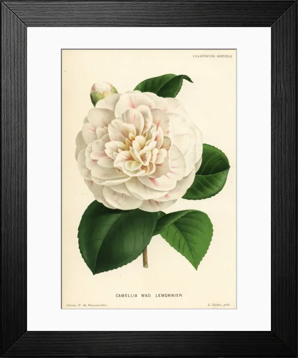 Framed Print : Camellia hybrid, Madame Lemonnier, Camellia japonica Framed Print : Camellia hybrid, Madame Lemonnier, Camellia japonica