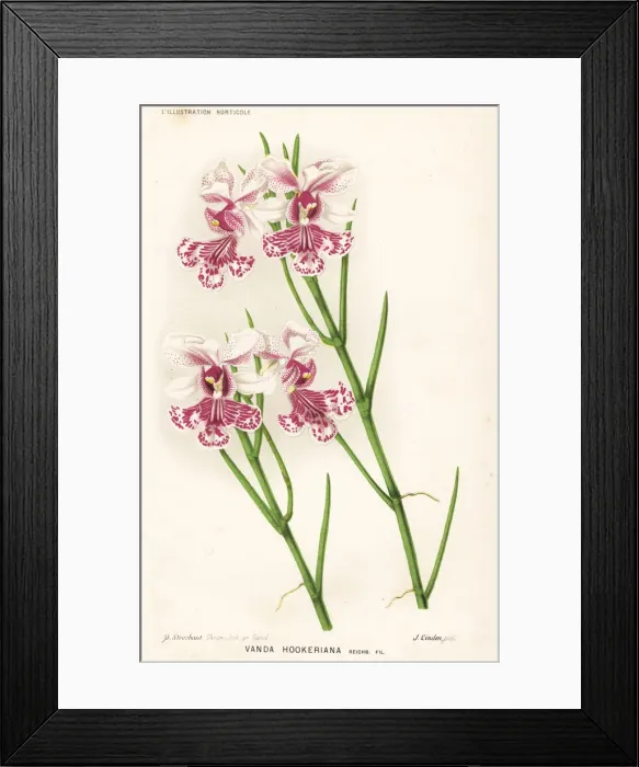 Framed Print : Papilionanthe hookeriana orchid