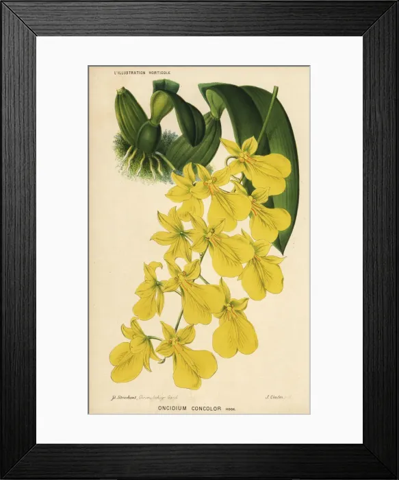 Framed Print : Golden shower orchid, Gomesa concolor Framed Print : Golden shower orchid, Gomesa concolor