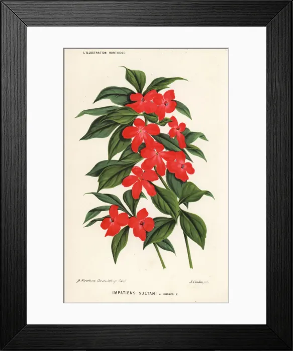 Framed Print : Busy lizzie, Impatiens walleriana Framed Print : Busy lizzie, Impatiens walleriana