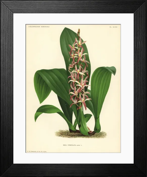 Framed Print : Eria javanica orchid Framed Print : Eria javanica orchid