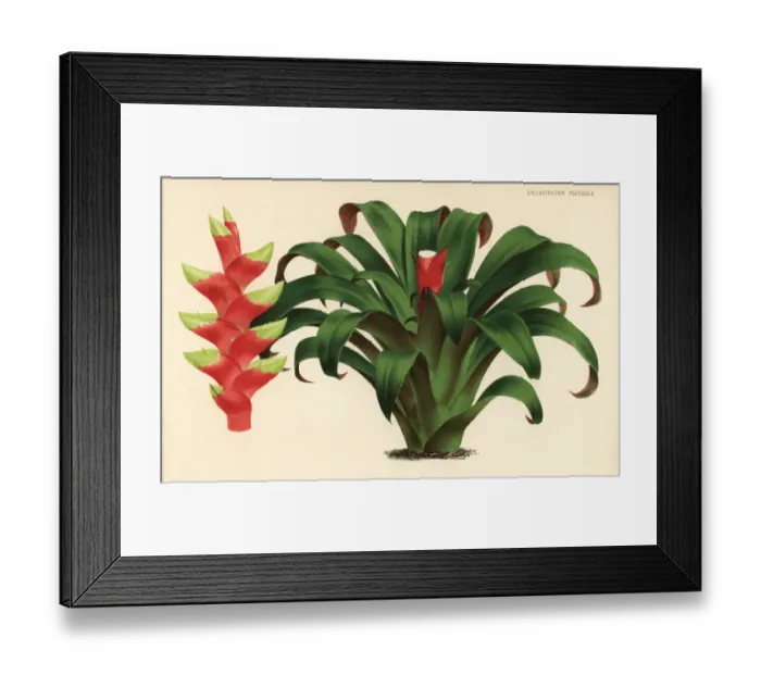 Framed Print : Vriesea heliconioides Framed Print : Vriesea heliconioides