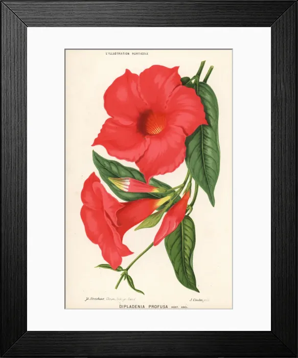 Framed Print : Mandevilla splendens Framed Print : Mandevilla splendens