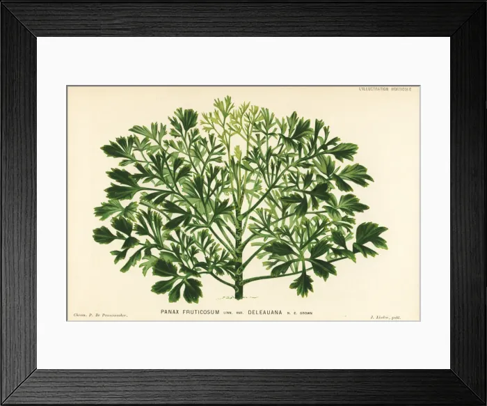 Framed Print : Ming aralia, Polyscias fruticosa Framed Print : Ming aralia, Polyscias fruticosa