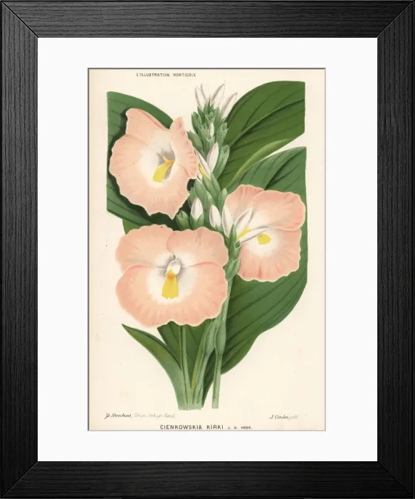 Framed Print : Siphonochilus kirkii Framed Print : Siphonochilus kirkii