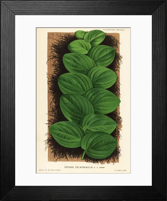 Framed Print : Rhaphidophora korthalsii foliage plant Framed Print : Rhaphidophora korthalsii foliage plant