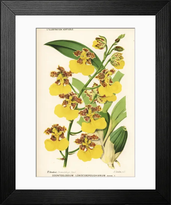 Framed Print : Rhynchostele londesboroughiana orchid Framed Print : Rhynchostele londesboroughiana orchid