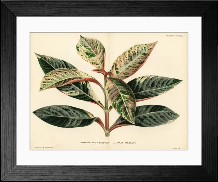 Framed Print : Hoffmannia ghiesbreghtii Framed Print : Hoffmannia ghiesbreghtii