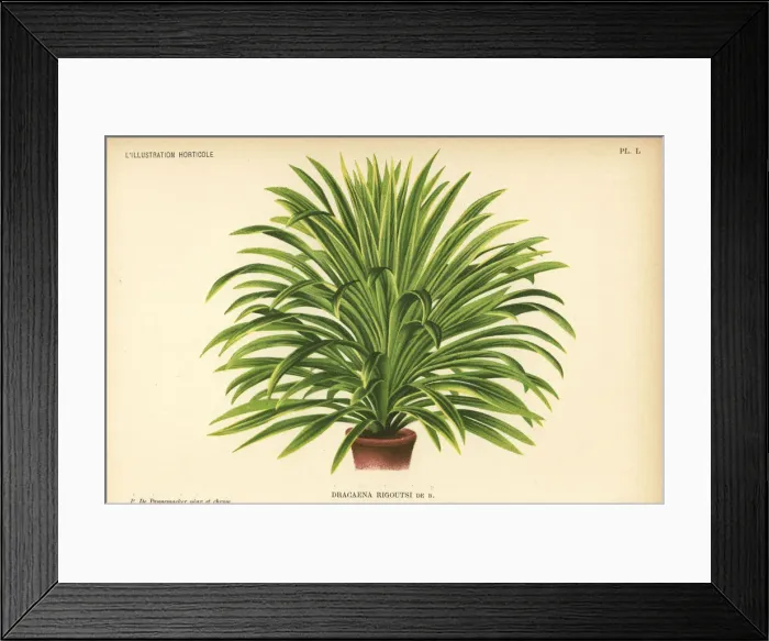 Framed Print : Cordyline australis hybrid, Dracaena rigoutsi Framed Print : Cordyline australis hybrid, Dracaena rigoutsi