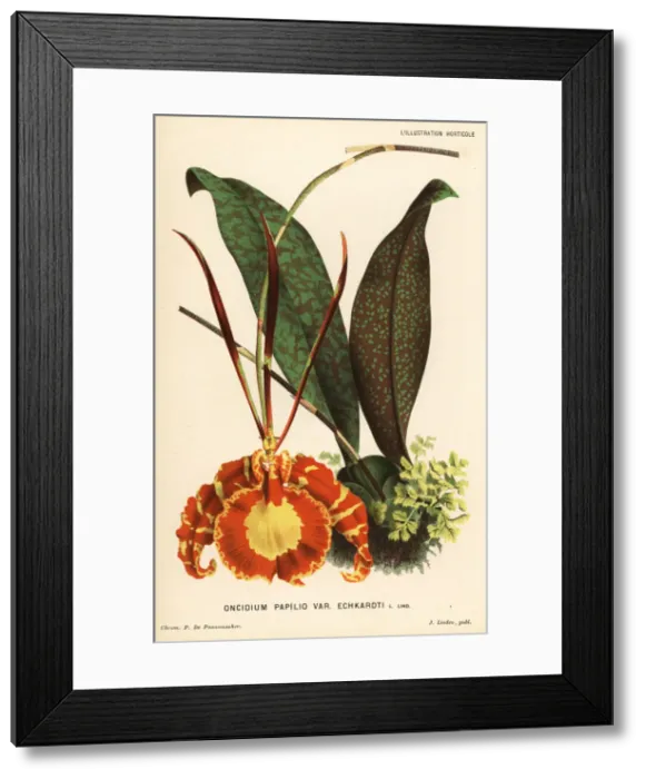 Framed Print : Butterfly orchid, Psychopsis papilio Framed Print : Butterfly orchid, Psychopsis papilio