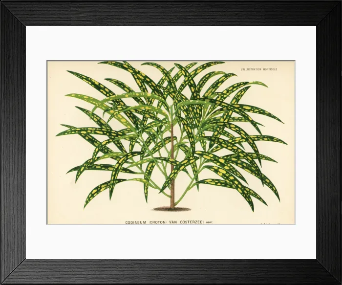 Framed Print : Garden croton, Codiaeum variegatum Framed Print : Garden croton, Codiaeum variegatum