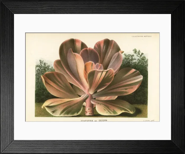 Framed Print : Echeveria gibbiflora Framed Print : Echeveria gibbiflora