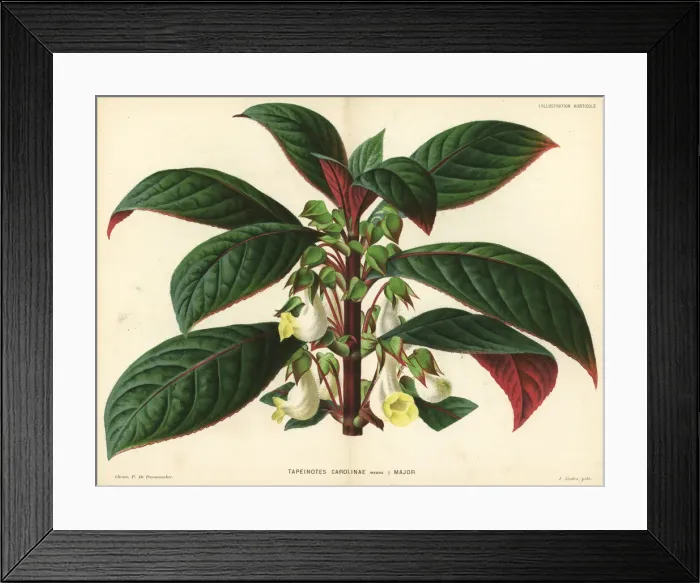 Framed Print : Sinningia carolinae Framed Print : Sinningia carolinae